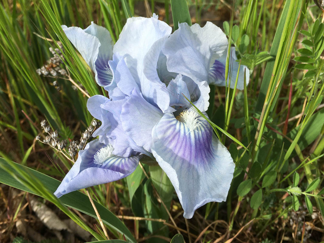 Iris pumila 'bleu' photo